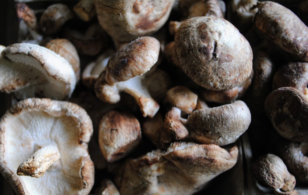 A pile of whole, uncooked shiitake mushrooms.